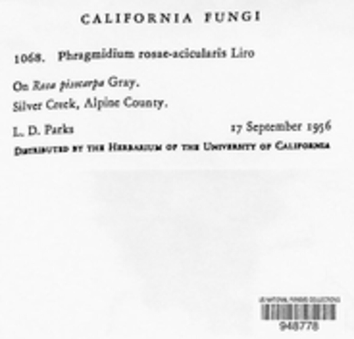 Phragmidium fusiforme image